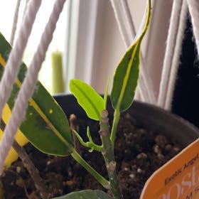 Photo of the plant species Banana Croton by @AlwaysPansy3 named Tolkien on Greg, the plant care app