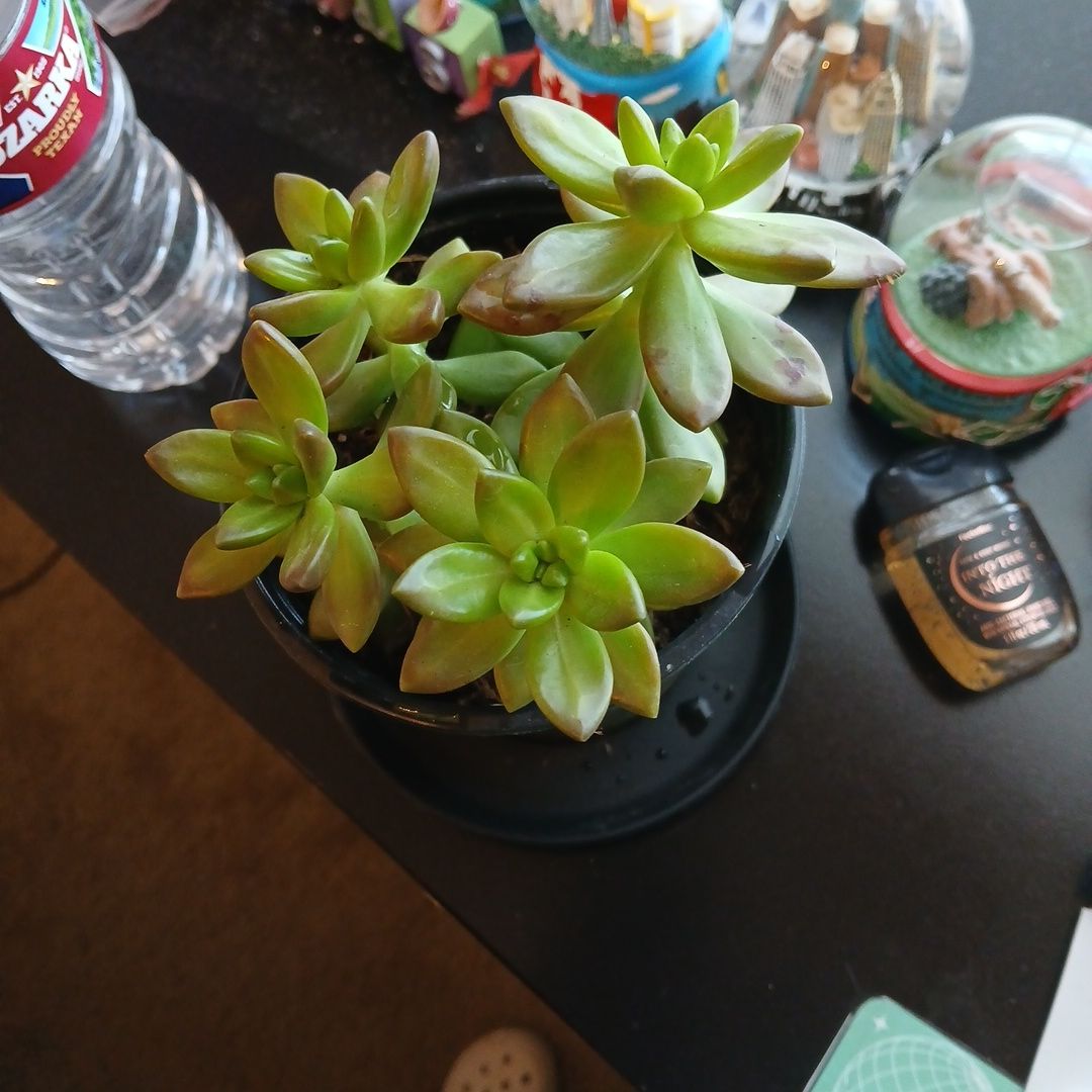 Photo of the plant species Sedum adolphi 'Sunstorm' by @CosmicRedpine59 named Stewart on Greg, the plant care app