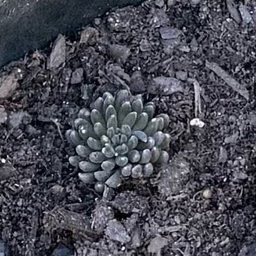 Photo of the plant species Crested Chinese Jade by @YesSkimmia42 named Clooney on Greg, the plant care app