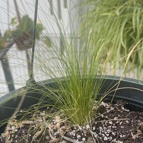 Photo of the plant species Mexican Feather Grass by @FunDamiana47 named Kobe on Greg, the plant care app