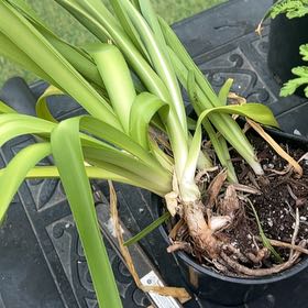 Photo of the plant species Resurrection Lily by @FunDamiana47 named Miley on Greg, the plant care app