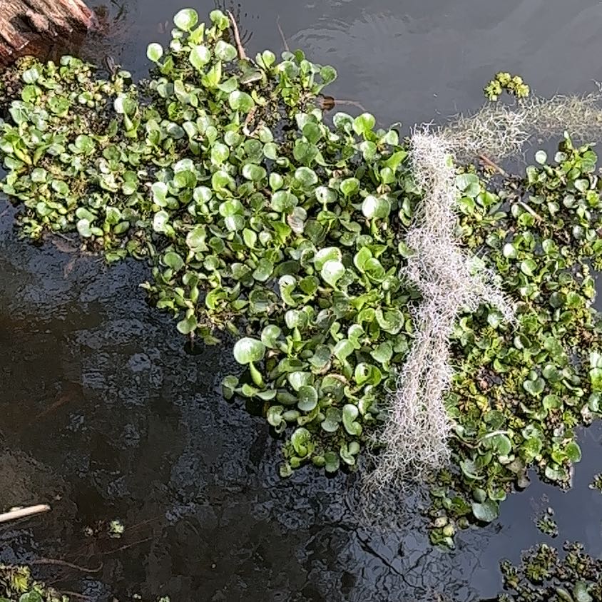 Photo of the plant species Common Water-Hyacinth by @EmergingNoognug named Zeus on Greg, the plant care app