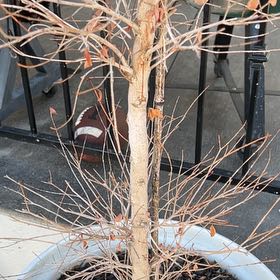 Photo of the plant species Purpleleaf Willowherb by @GoodyHeather20 named Wall-E on Greg, the plant care app
