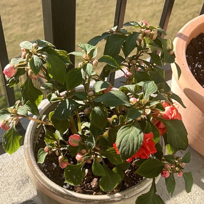 Photo of the plant species Rockapulco Red Double Impatiens by @PuissantRhubarb named Clooney on Greg, the plant care app