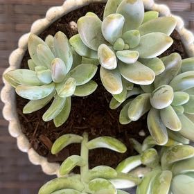 Photo of the plant species Succulent by @DapperOlneya37 named Sage on Greg, the plant care app