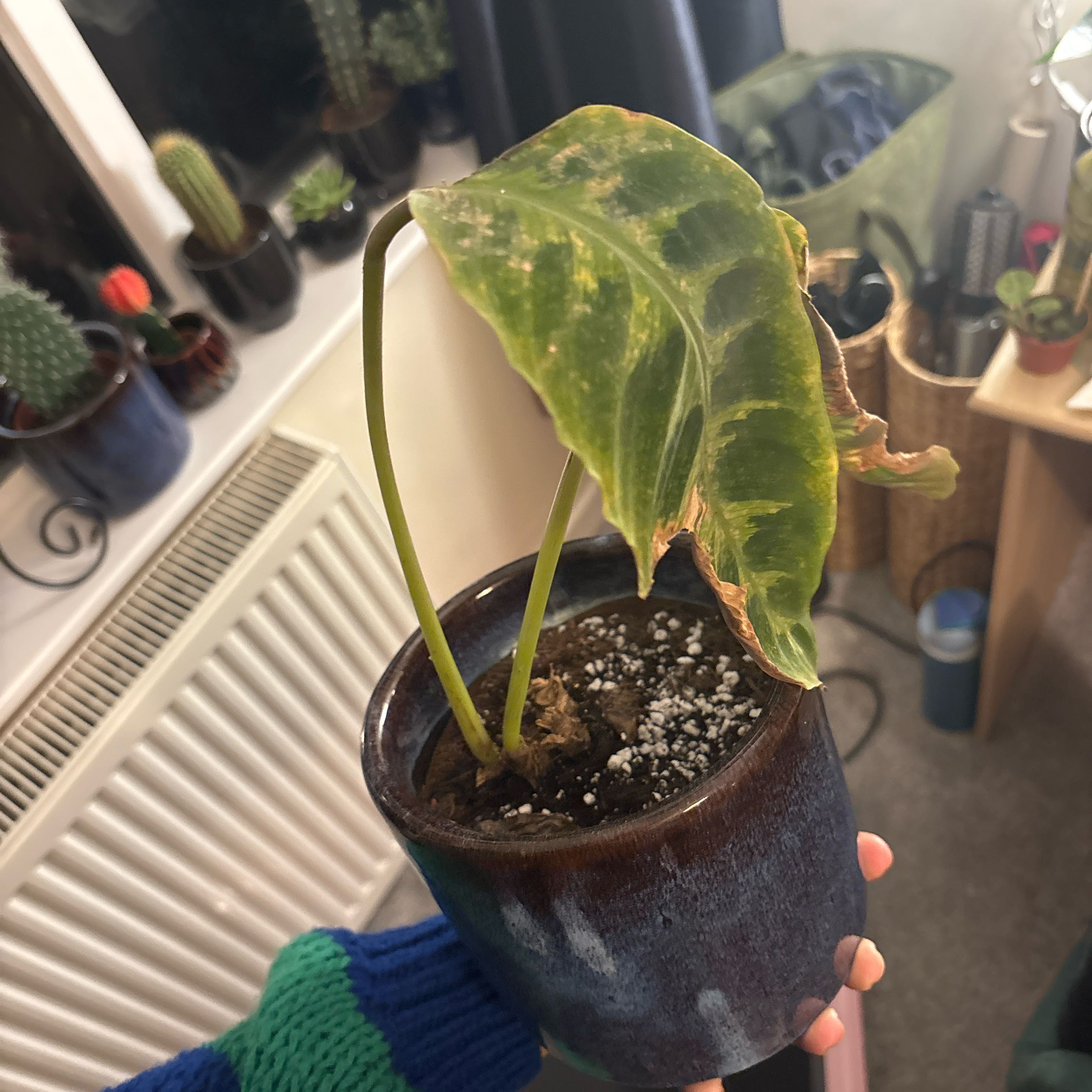 Photo of the plant species Calathea WARSCEWICZII by @KeyBagpod72 named McKinley on Greg, the plant care app