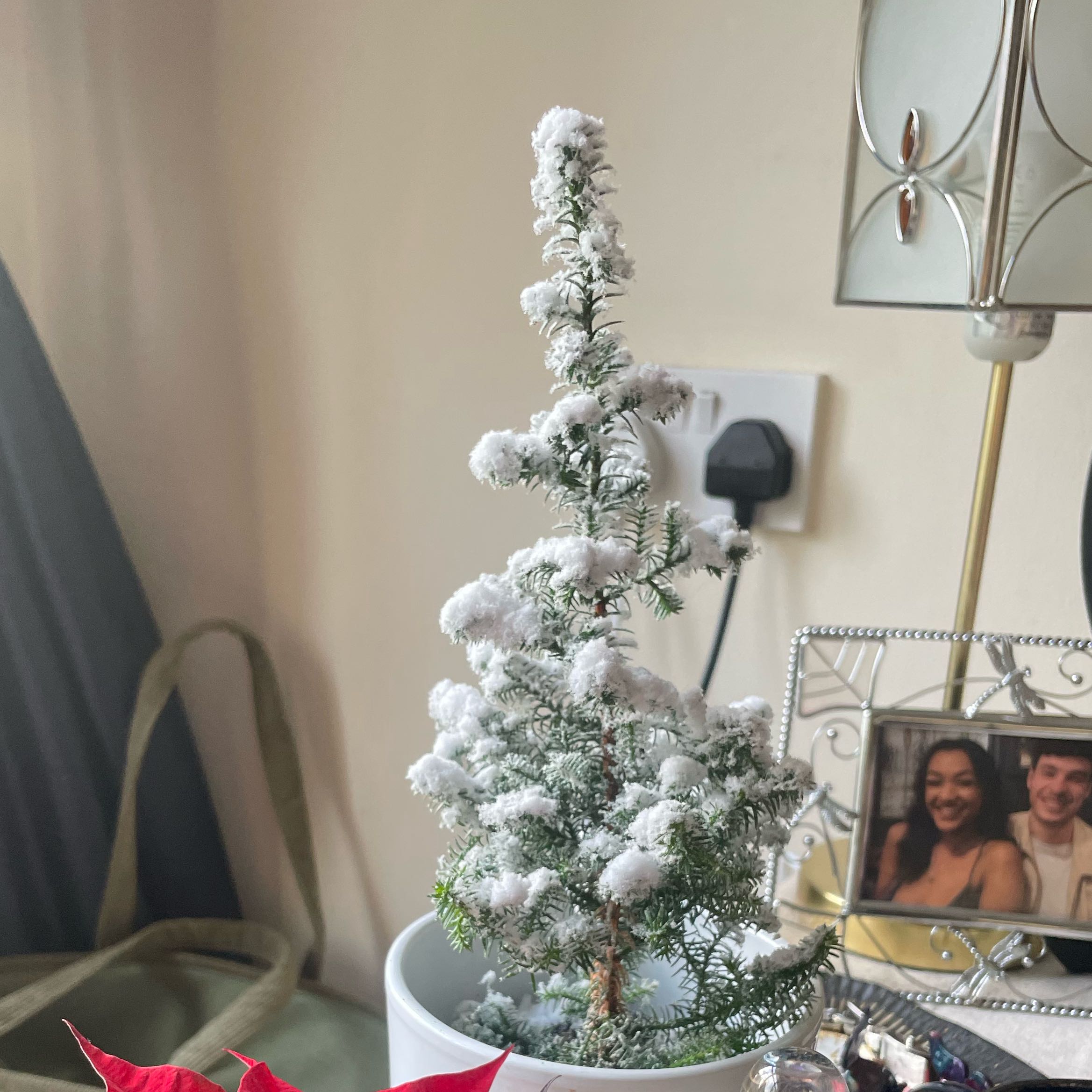 Photo of the plant species Atlantic White Cedar by @KeyBagpod72 named Fernie Mac on Greg, the plant care app