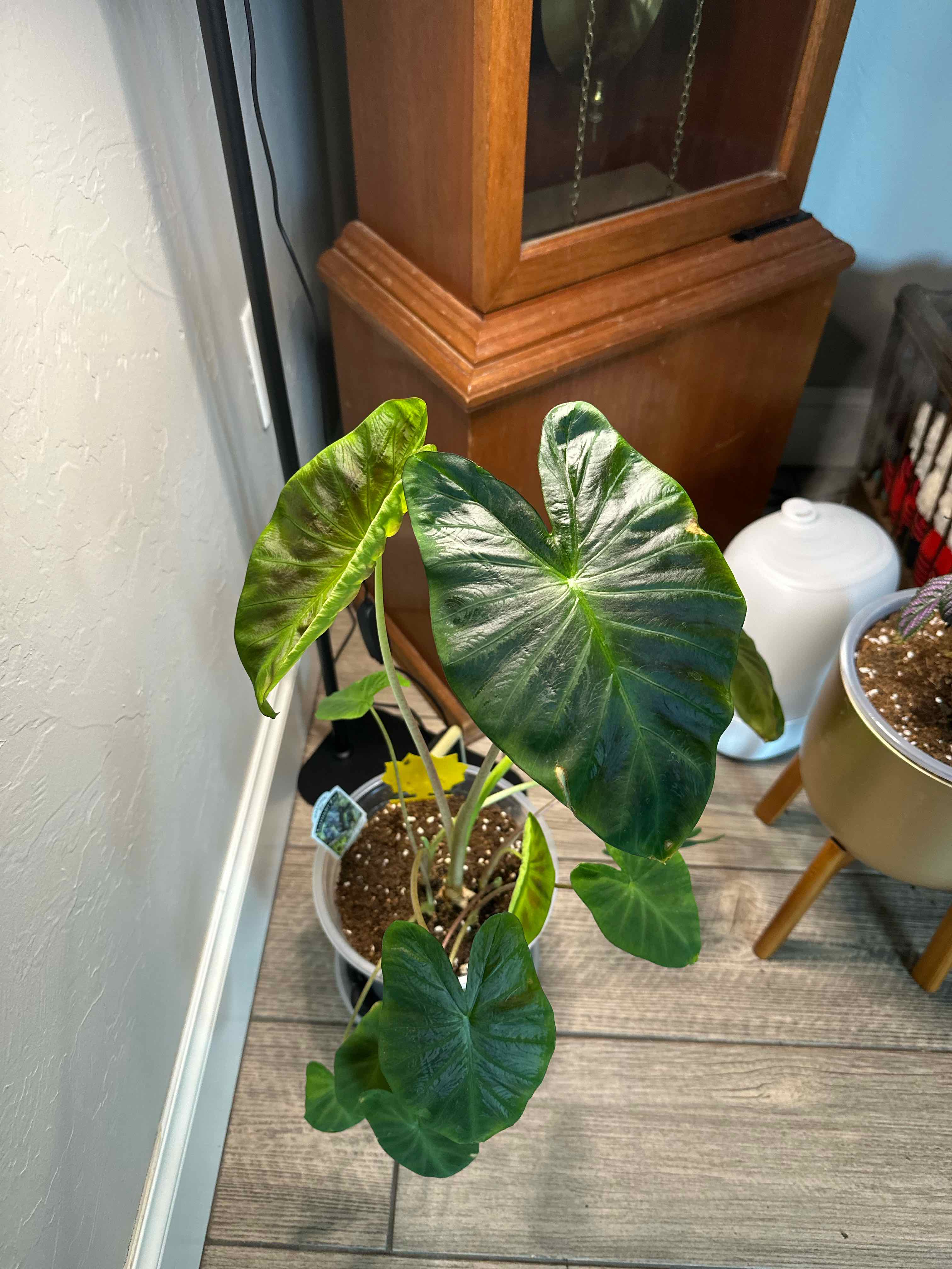 Photo of the plant species Colocasia 'Aloha' by @ZanyLuna17 named Hecate on Greg, the plant care app
