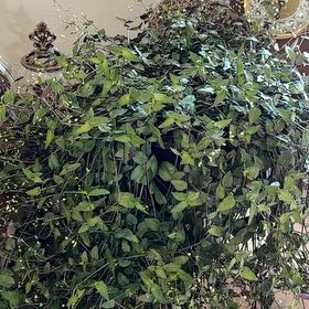 Photo of the plant species Tahitian Bridal Veil by @ZanyLuna17 named Athena on Greg, the plant care app