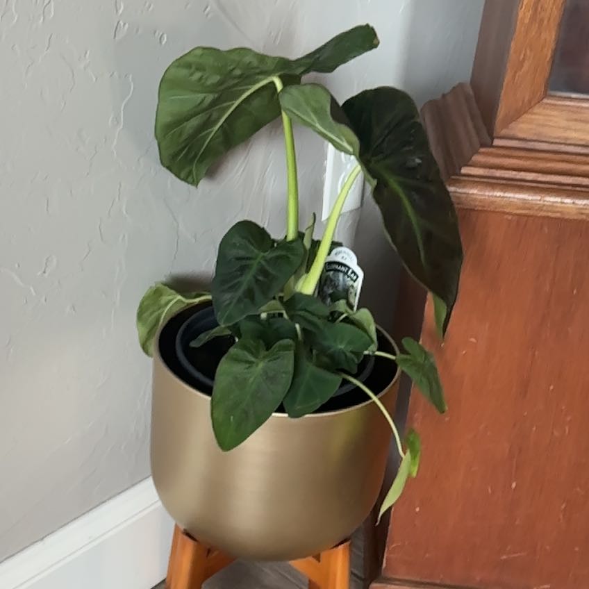 Photo of the plant species Colocasia 'Aloha' by @ZanyLuna17 named Hecate on Greg, the plant care app