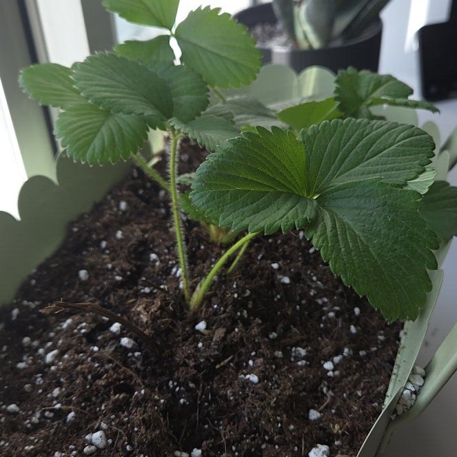 Photo of the plant species Honeoye Strawberry by @SingularTutu17 named Sproutacus on Greg, the plant care app