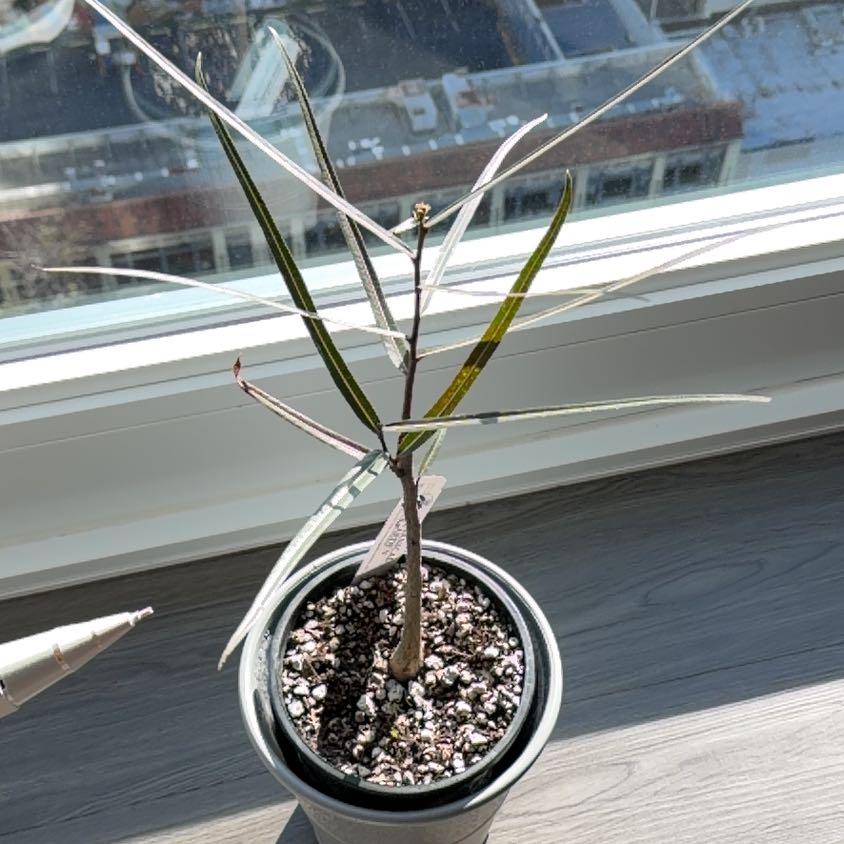 Photo of the plant species Queensland Bottle Tree by @QuaintOrpine7 named Fernie Mac on Greg, the plant care app