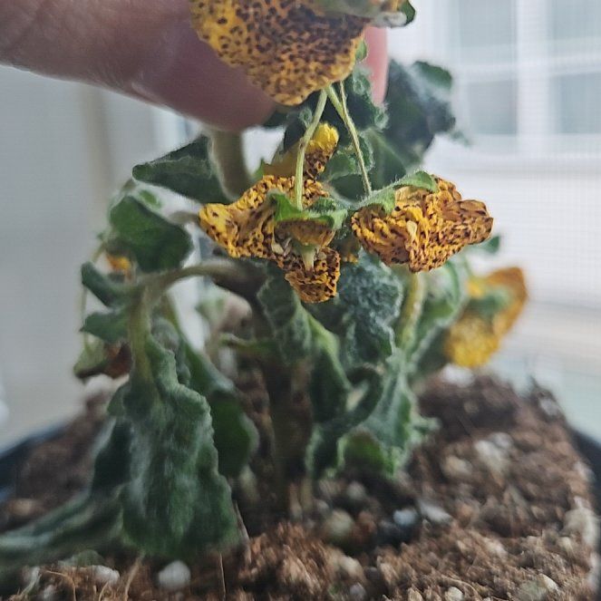 Photo of the plant species Calceolaria alba by @YesSoursop78 named ChloroPhil on Greg, the plant care app