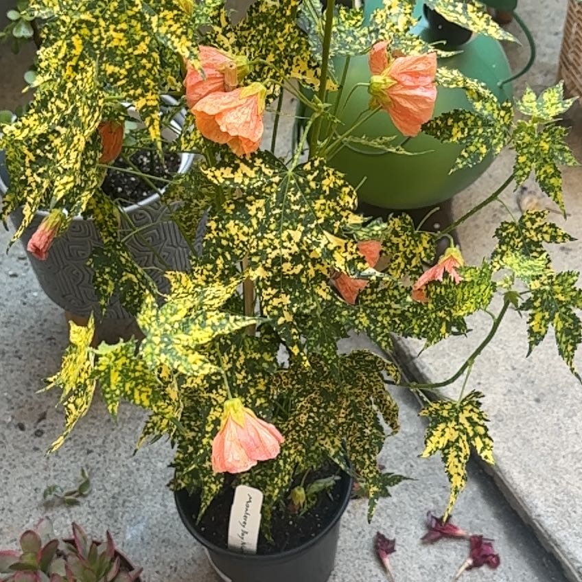 Photo of the plant species Abutilon Striatum by @VividRedlion22 named Morgan Treeman on Greg, the plant care app