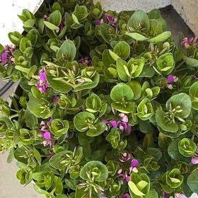 Photo of the plant species Sweet Pea 'Petite Butterfly' by @SassyLantana80 named Doja Cat on Greg, the plant care app