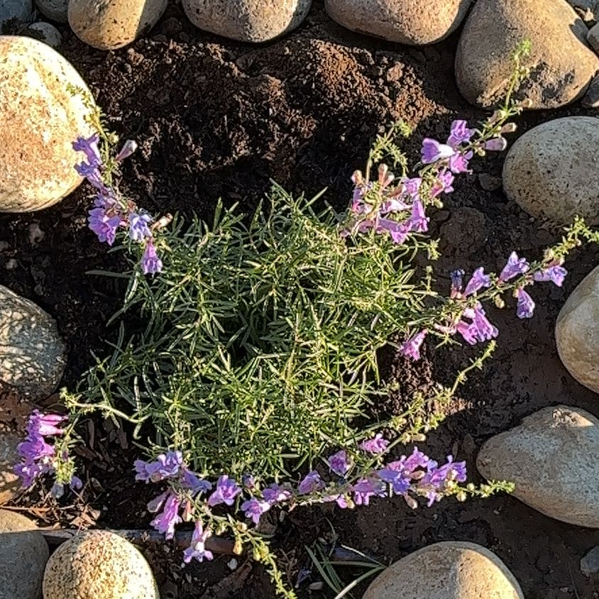 Photo of the plant species Penstemon 'Margarita BOP' by @SassyLantana80 named Baesil on Greg, the plant care app