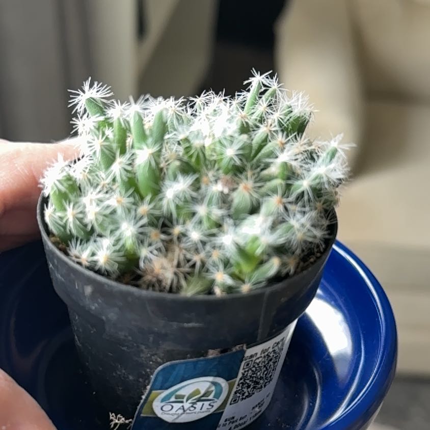 Photo of the plant species Miniature Desert Rose by @SmileyCapeivy60 named Madonna on Greg, the plant care app