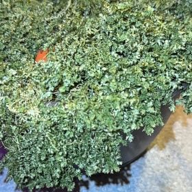 Photo of the plant species Selaginellales by @SageFuchsia90 named Sproutacus on Greg, the plant care app