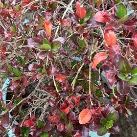 Photo of the plant species Kinnikinnick by @UnbrokenBlue named Keanu Leaves on Greg, the plant care app