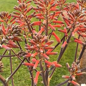 Photo of the plant species Coral Aloe by @UnbrokenBlue named Huckleberry Fern on Greg, the plant care app