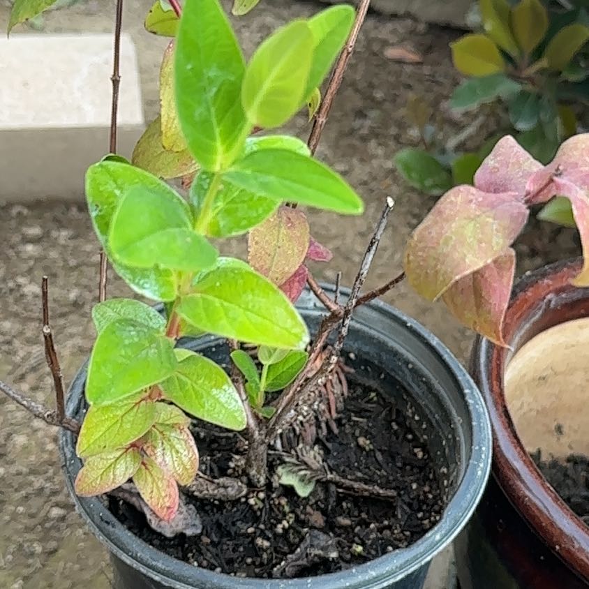 Photo of the plant species Tutsan by @UnbrokenBlue named Gobi on Greg, the plant care app
