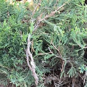 Photo of the plant species Savin Juniper by @UnbrokenBlue named Gates on Greg, the plant care app