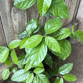 Photo of the plant species Carolina Allspice by @UnbrokenBlue named Sir Plancelot on Greg, the plant care app