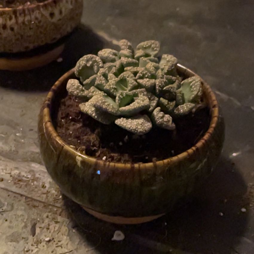 Photo of the plant species Concrete Leaf Living Stone by @BraveTutu91 named Shakira on Greg, the plant care app