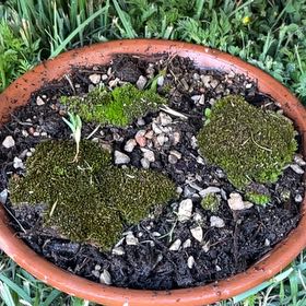 Photo of the plant species Roundleaf Ceratodon Moss by @TotalRoussea88 named Elina on Greg, the plant care app