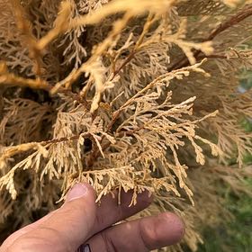 Photo of the plant species Rock Juniper by @TotalRoussea88 named Rosa on Greg, the plant care app