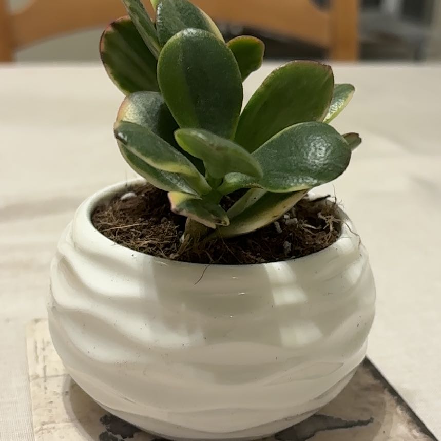 Photo of the plant species Crassula Obliqua by @ComposedAnise16 named Emerson on Greg, the plant care app