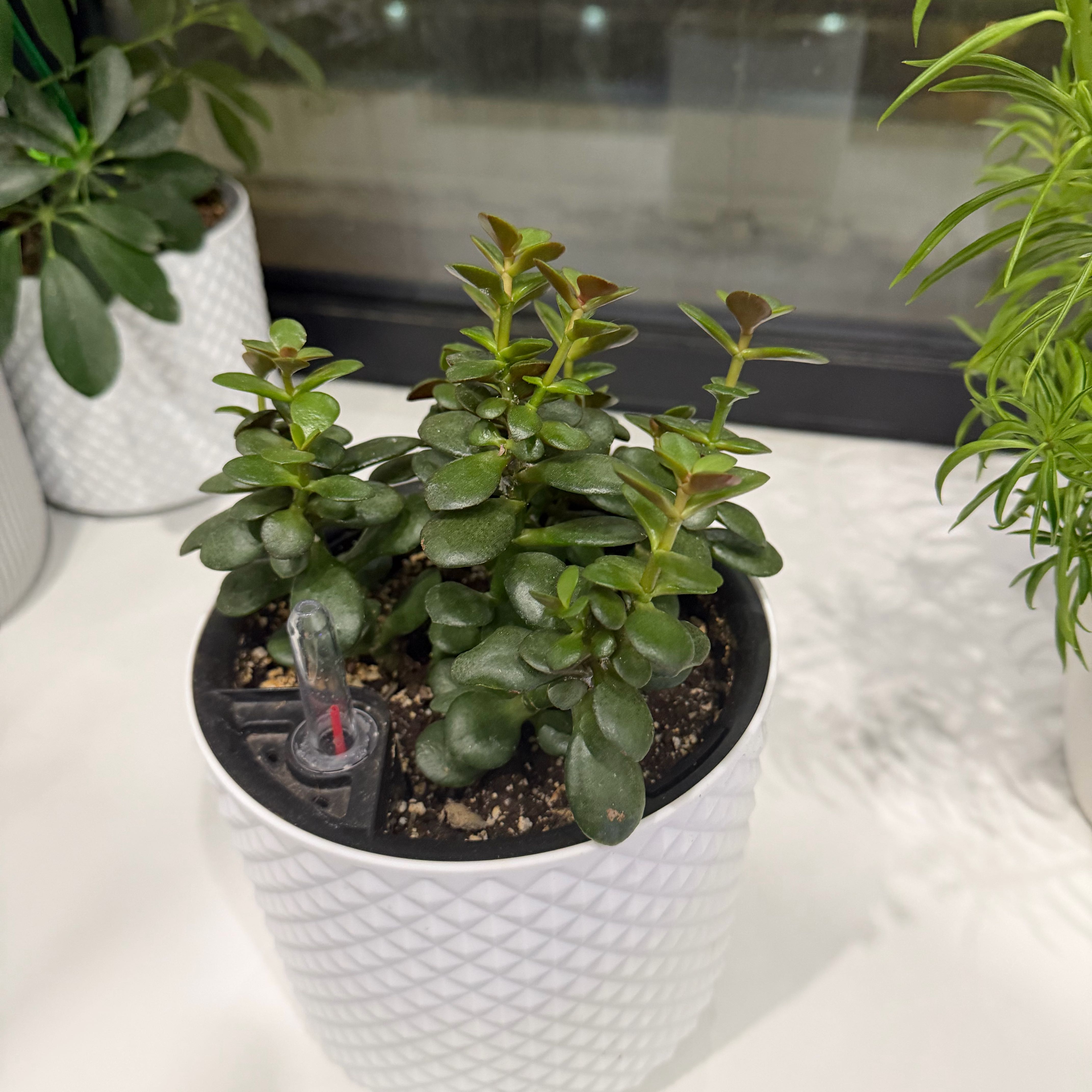 Photo of the plant species Crassula Ovata by @Roberto named Лес on Greg, the plant care app