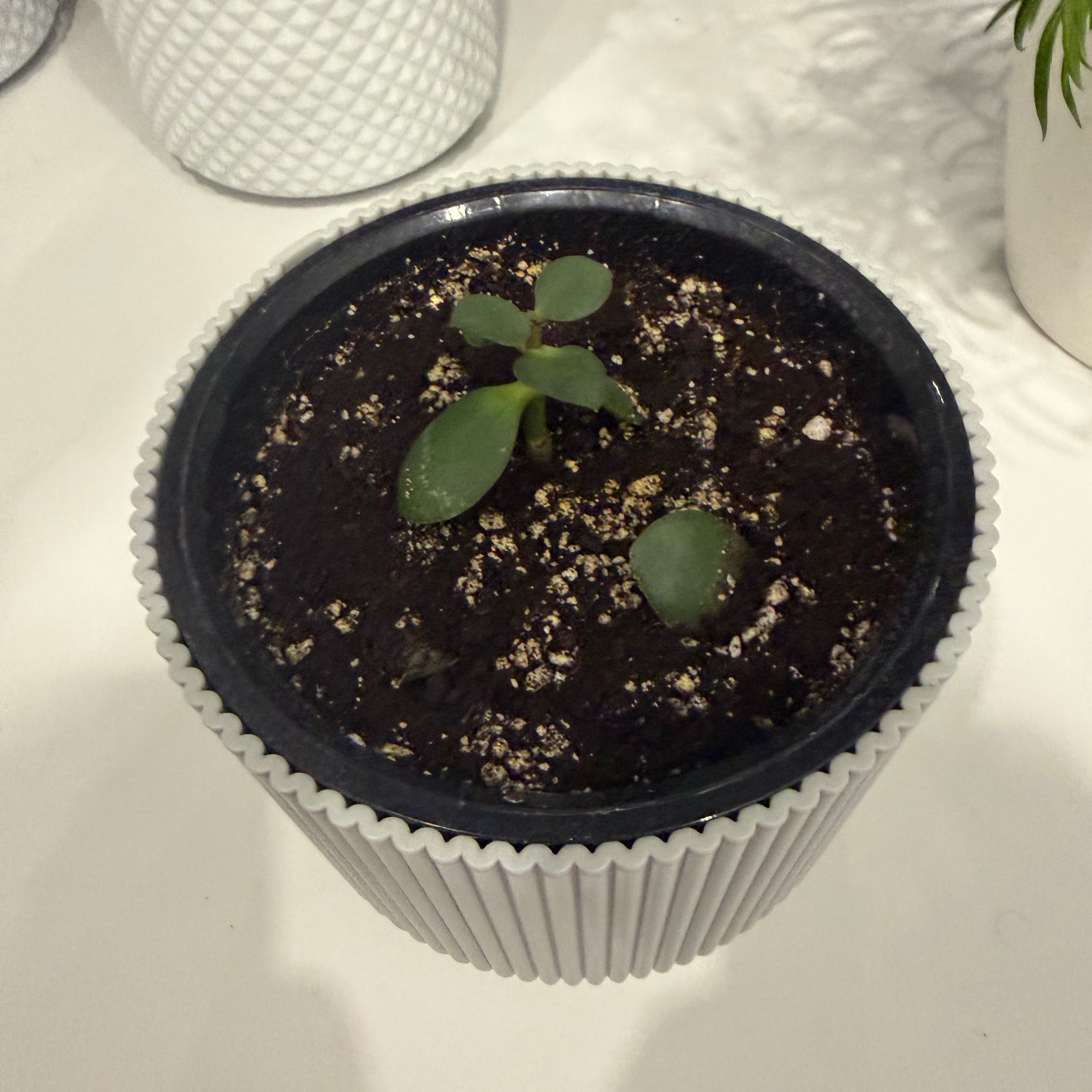 Photo of the plant species Crassula Ovata by @Roberto named Мой друг on Greg, the plant care app
