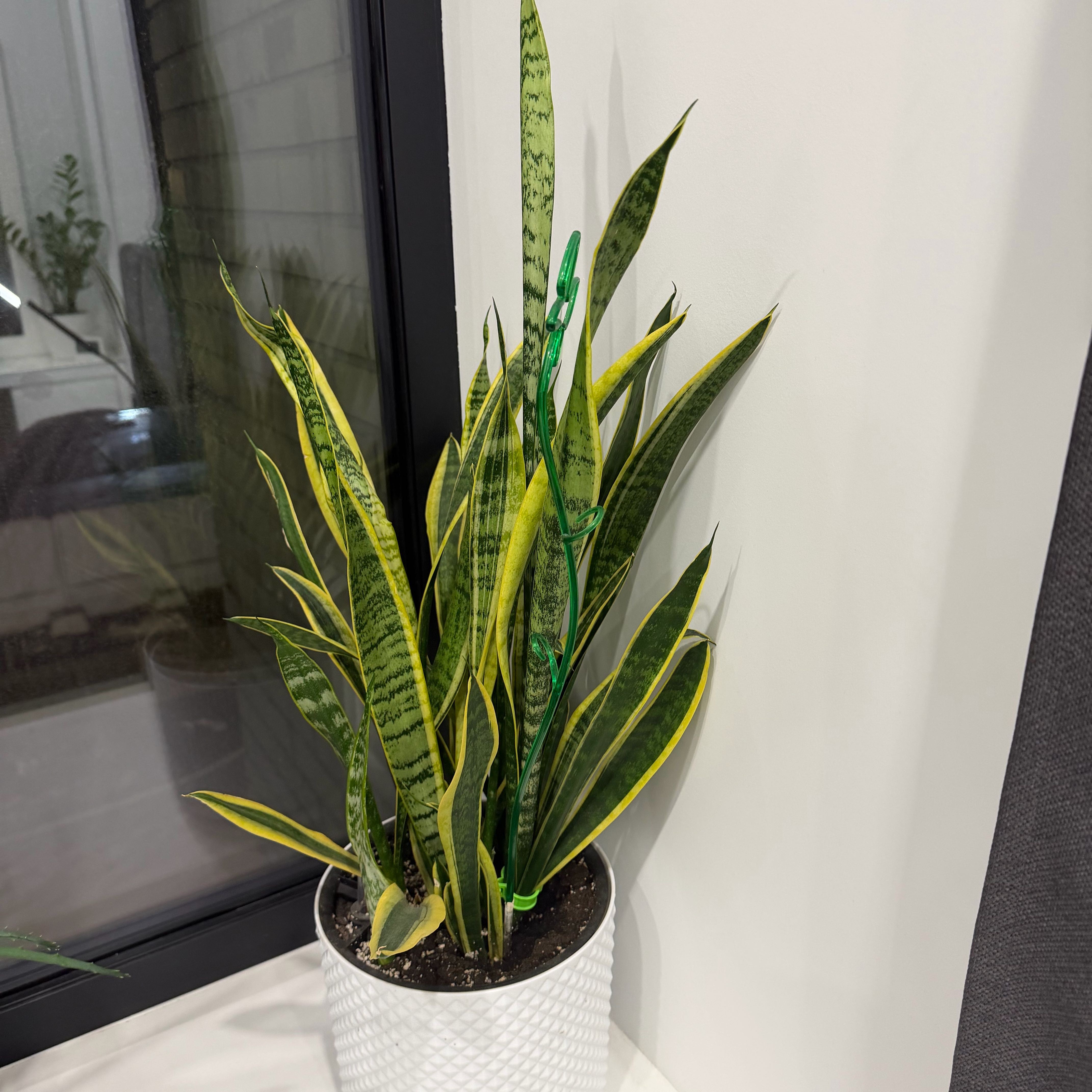 Photo of the plant species Snake Plant by @Roberto named Тещин язык on Greg, the plant care app