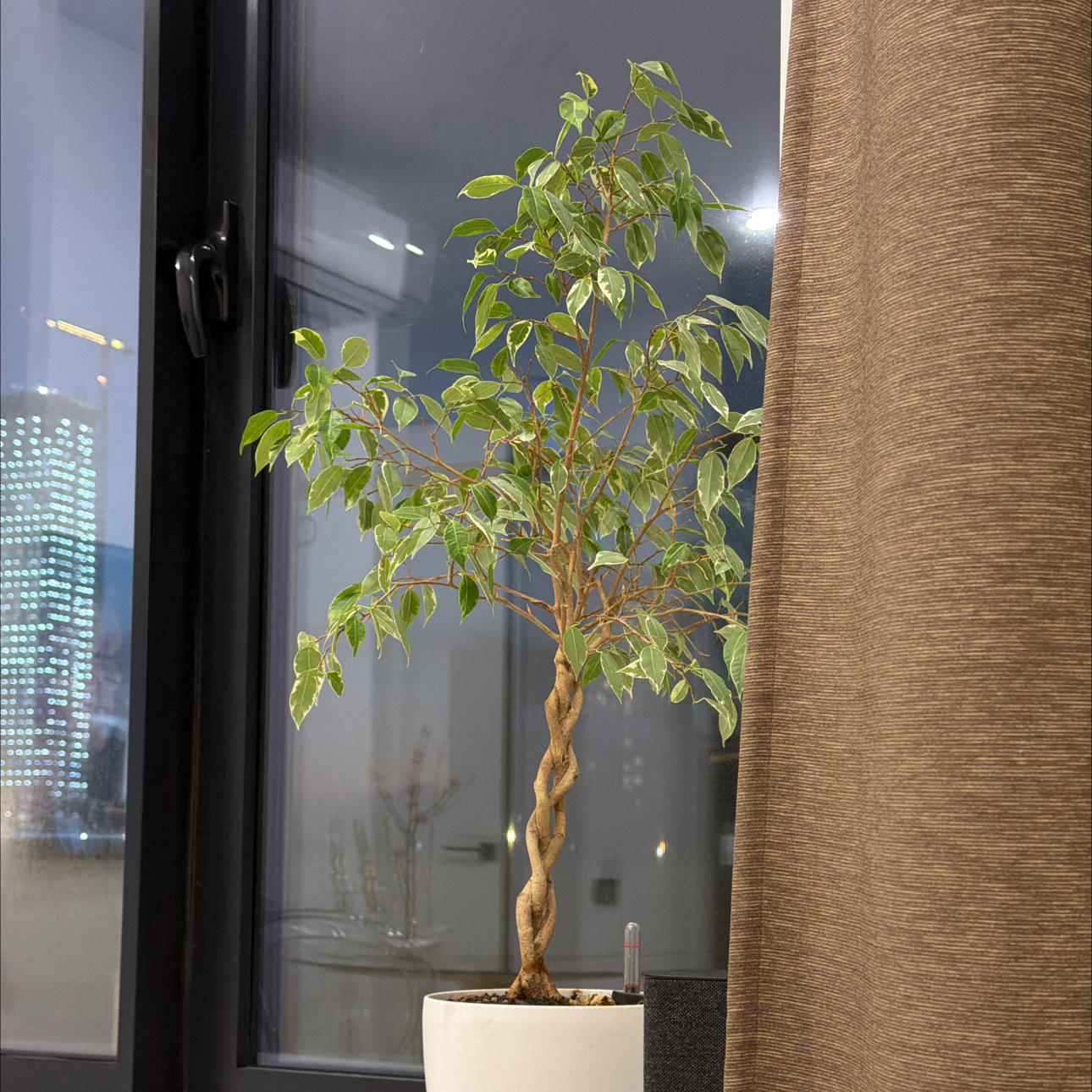 Photo of the plant species Ficus Beniamina by @Roberto named Fifi on Greg, the plant care app