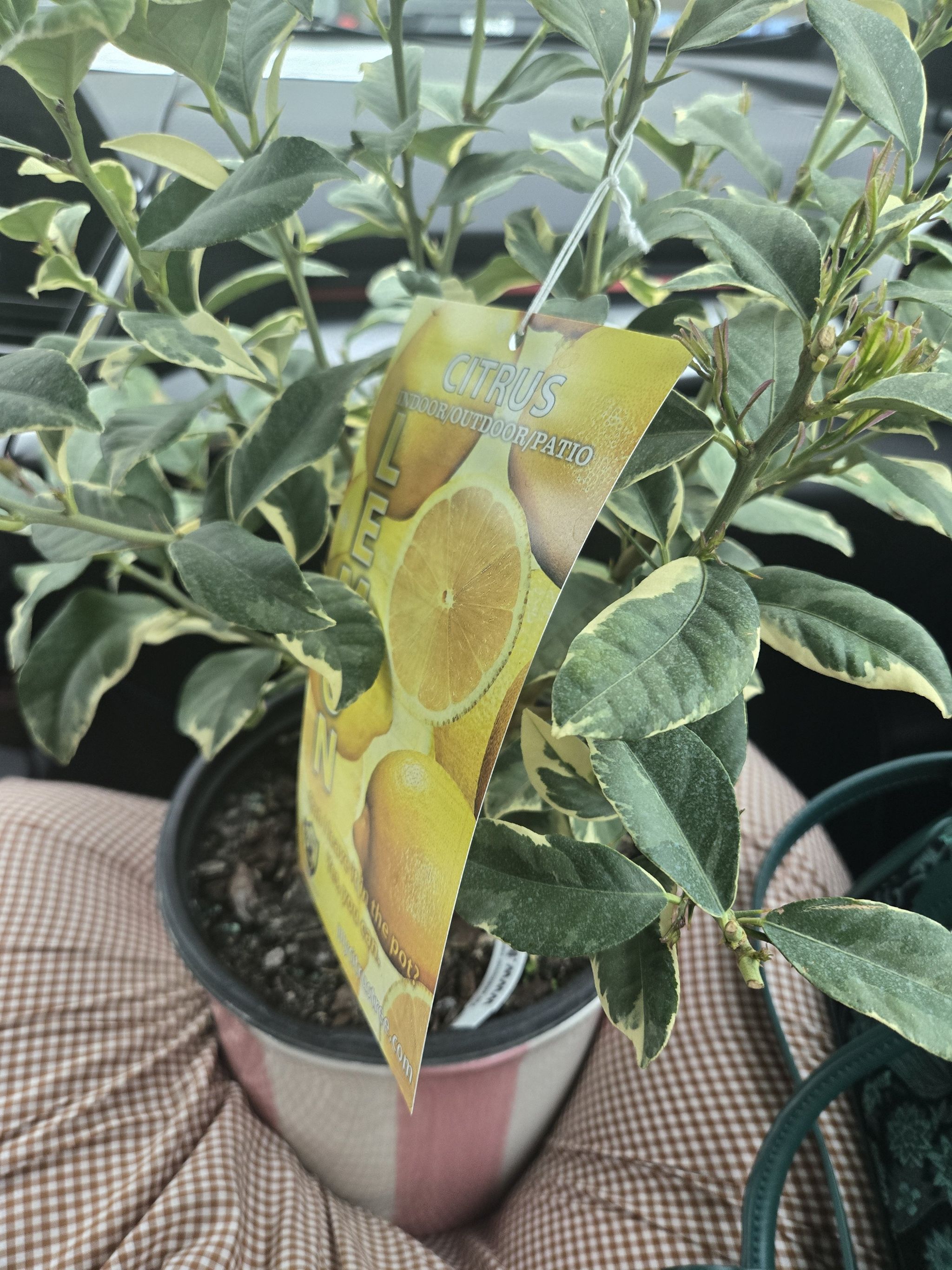 Photo of the plant species Variegated Pink Lemon by @RadDamiana85 named Robert Plant on Greg, the plant care app