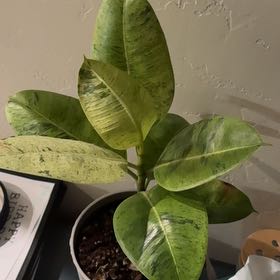 Photo of the plant species Ficus Shivereana by @MaturingFanpalm named Figyonce on Greg, the plant care app