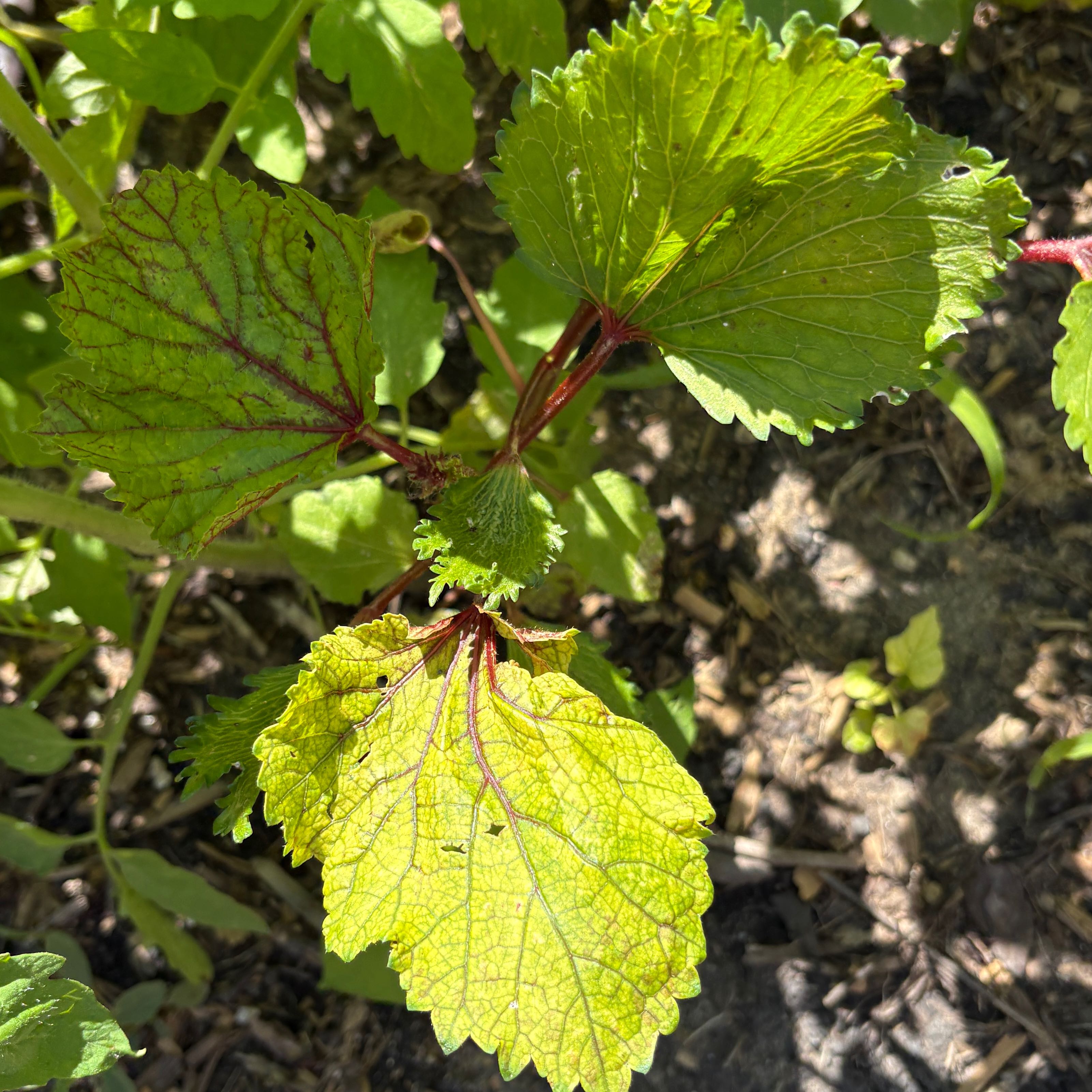 Photo of the plant species Ladies' Fingers by @SuppleTomato15 named ChloroPhil on Greg, the plant care app