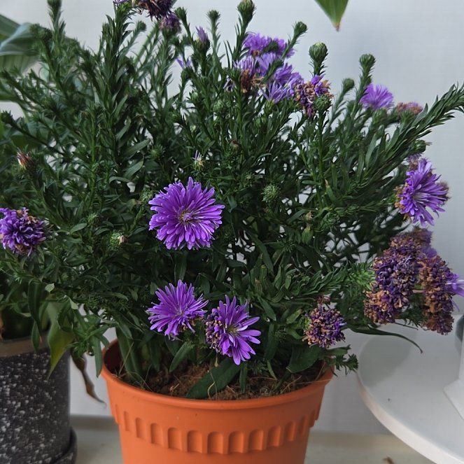 Photo of the plant species New England Aster by @RootedNapaea95 named Girlfrond on Greg, the plant care app