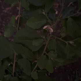 Photo of the plant species Crossberry by @LucrativeOkra56 named Kesha on Greg, the plant care app