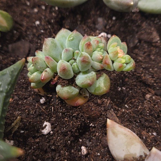 Photo of the plant species Sedum rubrotinctum 'Aurora' by @HeadCidergum42 named Sol on Greg, the plant care app