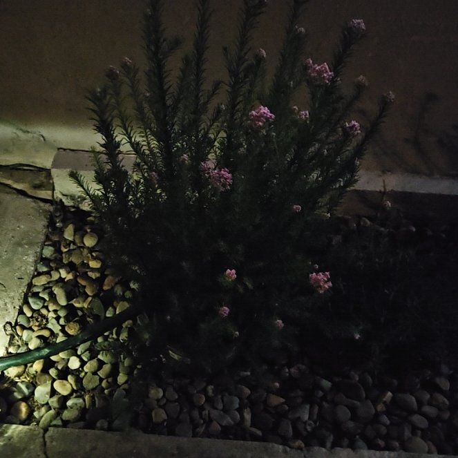 Photo of the plant species Scotch Heath by @GreatTitoki40 named Emerson on Greg, the plant care app