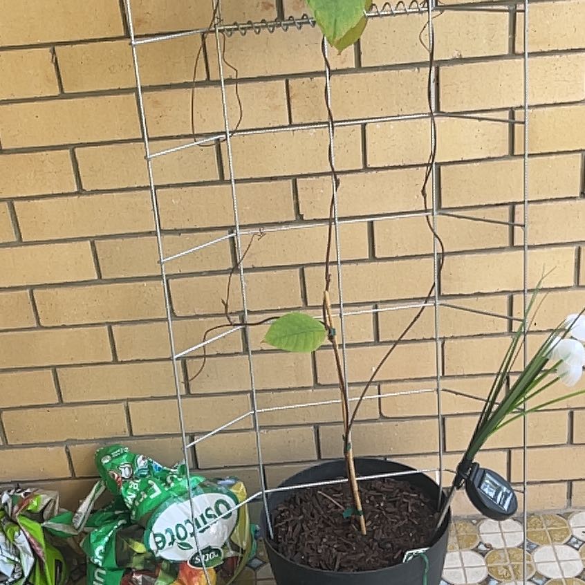 Photo of the plant species Climbing Frangipani by @GlossyLantana34 named Leonardo on Greg, the plant care app