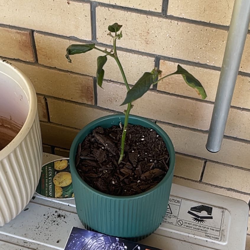 Photo of the plant species Cheyenne Chilli Pepper by @GlossyLantana34 named Leaf Erickson on Greg, the plant care app