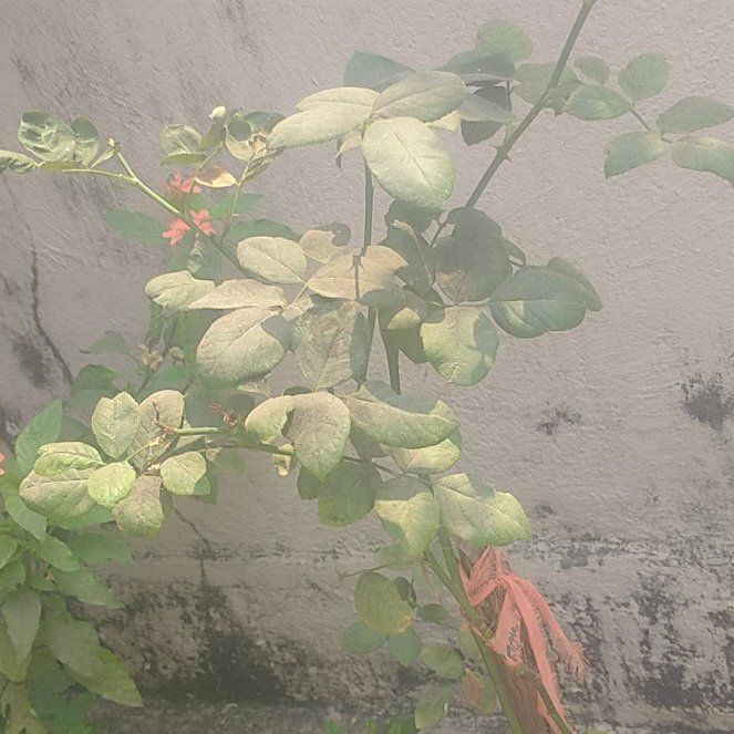 Photo of the plant species Oregon Ash by @PrimaryMiro named Nemo on Greg, the plant care app