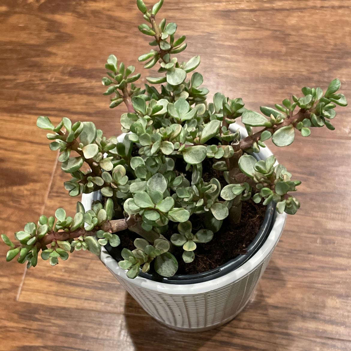 Photo of the plant species Portulacaria afra 'Snowfall' by @EconomicAlbo named Snowfall on Greg, the plant care app