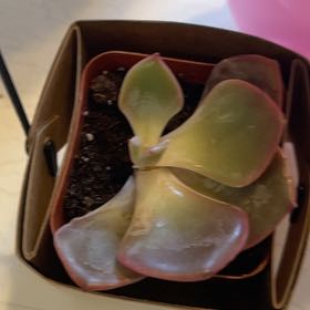 Photo of the plant species Echeveria colorata by @SirMatgrass19 named Ruby on Greg, the plant care app
