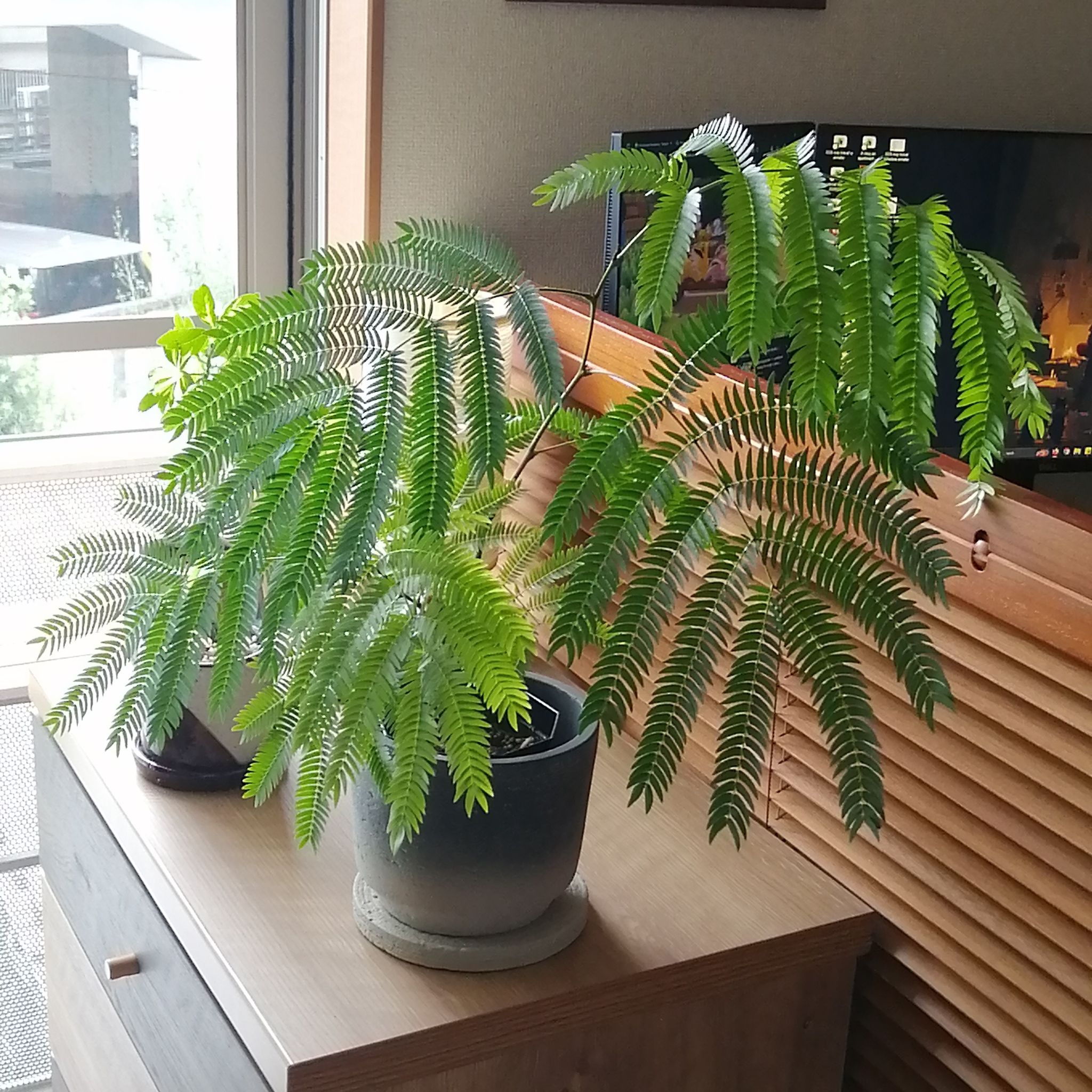 Photo of the plant species Japanese Everfresh Tree by @Shionai named Evelientje on Greg, the plant care app