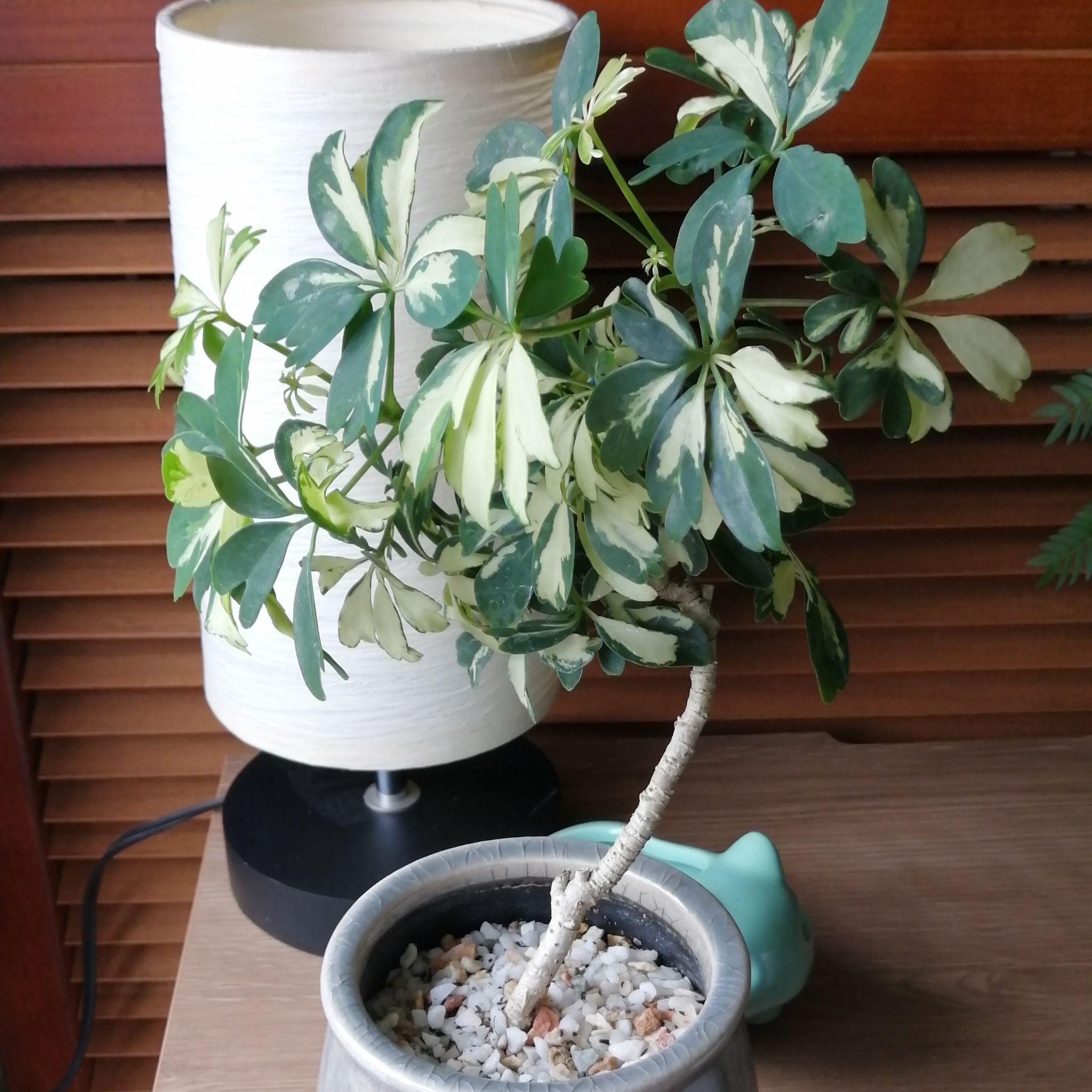 Photo of the plant species Variegated Dwarf Umbrella by @Shionai named Chef on Greg, the plant care app
