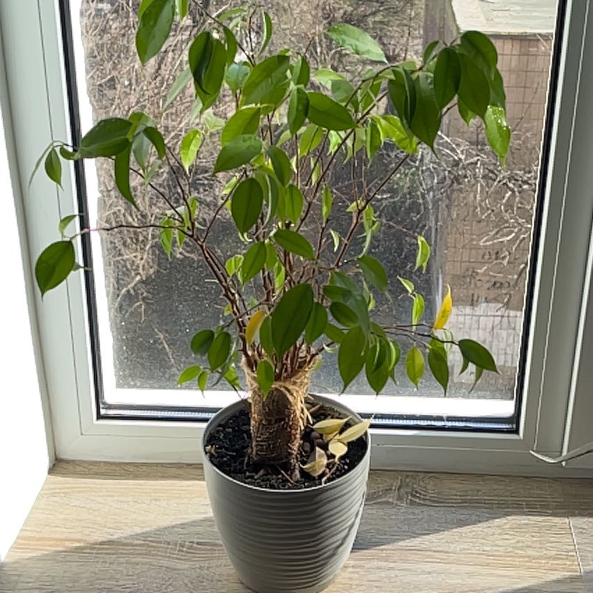 Photo of the plant species Natasha Weeping Fig by @KindAgarito88 named Sir Plancelot on Greg, the plant care app